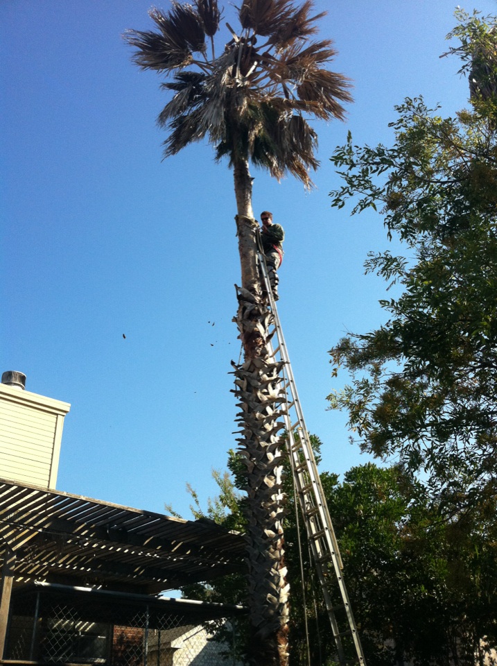 Oak Wilt: An fungal Parasite - Canopy Tree Service