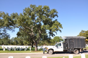 Tree Trimming Techniques in San Antonio