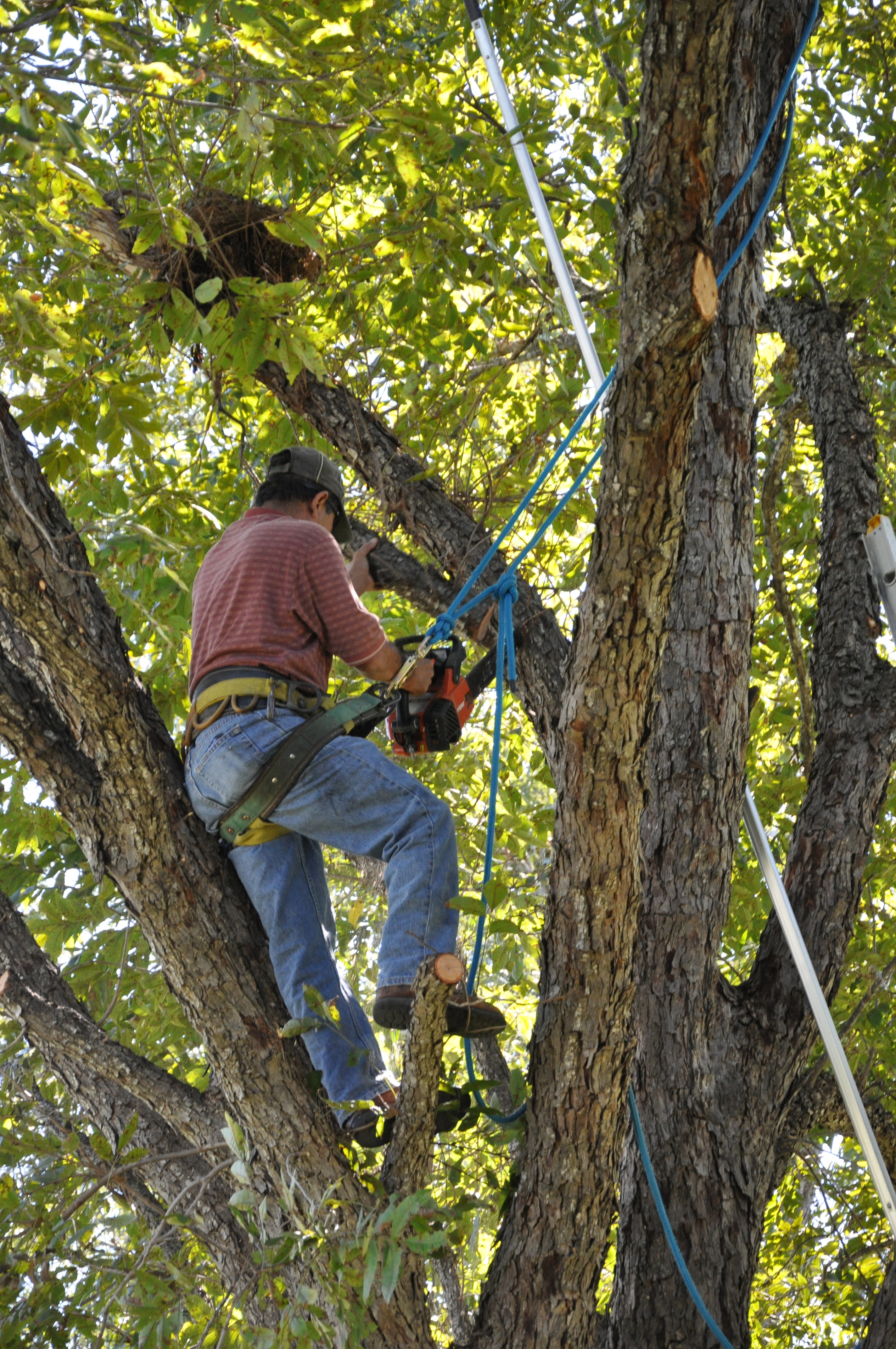 Canopy Tree Service - Providing Affordable Tree Removal And Tree