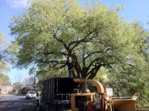 Tree pruning-Canopy Tree Service