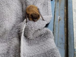 Bat rescued from tree being taken down.